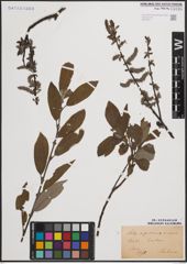 Foto von Salix cinerea L. x Salix nigricans Sm.